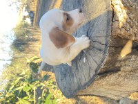 Kısa bacak safkan jack russell