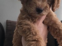 Dişi toy poodle