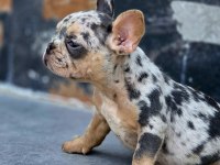French bulldog blue merle tan isabella carrier dişi 