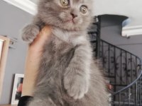 Ücretli sahiplendirme scottish fold