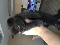 British shorthair bitter yavru