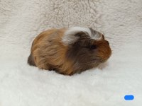Guineapig Bebekler