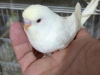 Sahiplendirme Muhabbet Kuşlarımız