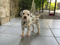 IRK GARANTİLİ DALMAÇYALI YAVRULARI