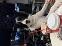 SKS si mevcut %100 şecereli şampiyon BC Karbon köpeğimiz