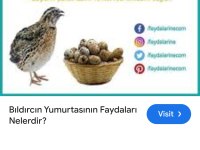 Bıldırcın yumurtası günlük taze