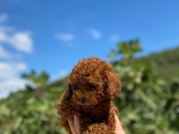 Toy poodle yavrularımız