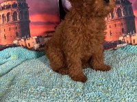 IRK VE SAĞLIK GARANTİLİ POODLE BEBEKLERİ