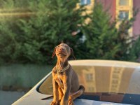 50 Günlük Kızıl Erkek Doberman scrli