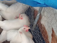 Yumurta Tavuğu