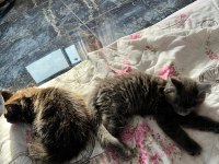 10 haftalık 2 adet dişi maine coon yavru