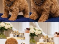 F1 MALTİPOO YAVRUMUZ YENİ YUVASINA HAZIR