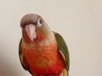 Yeni yeme düşmüş konur bebek