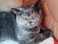 Dişi British Shorthair 3 Yaşında