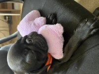 Eşyalarıyla verilecek pug köpeğimiz