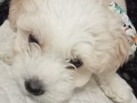 Dünya tatlısı Maltese terrier