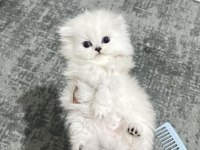 Show kalite british longhair bebeklerimiz