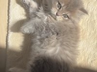 2 Aylık Silver İran Chinchilla Prenses Ve Prens