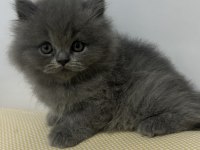 Top kafa british longhair