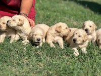 Safkan Golden Retriever yavrular