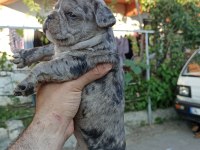 Anne altından muhteşem ırk güzeli french bulldog yavrular