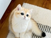 Şecereli British Shorthair Golden ny12 erkek yavru