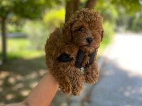 Toy Poodle Yavrularim Orijinal
