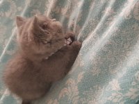 Safkan british shorthair