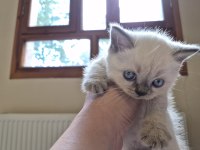 BLUE POINT KEDİMİZ SAHIPLENDIRILECEKTIR