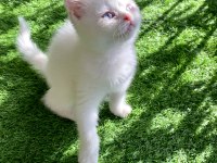 Pamuk gibi yavru british shorthair