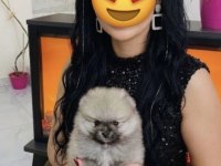 Üst Kalite Orange Teacup Pomeranian Boo Erkek Bebeğim
