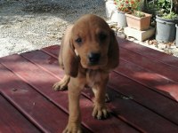 İtalyan tazısı segugio av köpeği