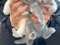 Ankaranın en sevimli british shorthair bebekleri