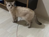 Kedimiz prenses mila