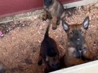 Belçika malinois yavrularımız