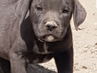 Safkan blue siyah erkek cane corso