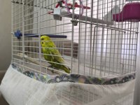 Uysal erkek muhabbet kuşu