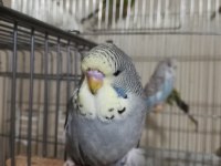 Jumbo ve Show Jumbo Muhabbet Kuşu Yavrular