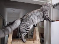 KEDİMİZ DUMANI SAHİPLENDİRMEK İSTİYORUZ
