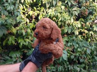 IRK VE SAĞLIK GARANTİLİ RED BROWN POODLE BEBEKLERİMİZ