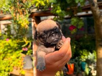 PUG YAVRULARI