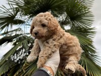 KIVIR KIVIR MALTİPOO 