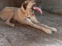 Sahibinden orijinal beş aylık erkek kangal köpeği