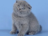 Kulaksız Gri Scottish Fold Shorthair