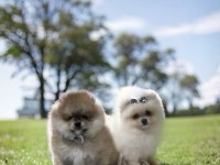 Turuncu renk ayı surat pomeranian boo 2 aylık erkek yavrum