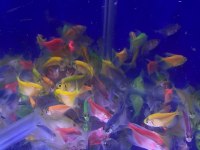 Tetra genetik