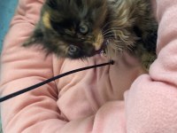 Tekir ve british longhair yavrusu