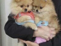 Pomeranian boo köpekler adana Mersin