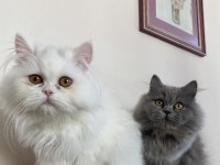 kızlarımızı çiftleştirmek için erkek arıyorum