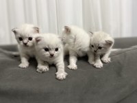 British Shorthair blue point yavruları